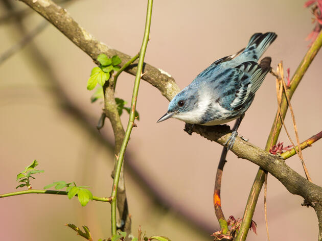 Audubon Minnesota and the Outdoor Heritage Fund 