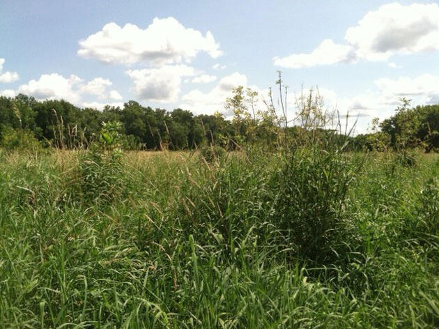 Restoring Floodplain Forests in the Vermillion Bottoms and Lower Cannon River IBA