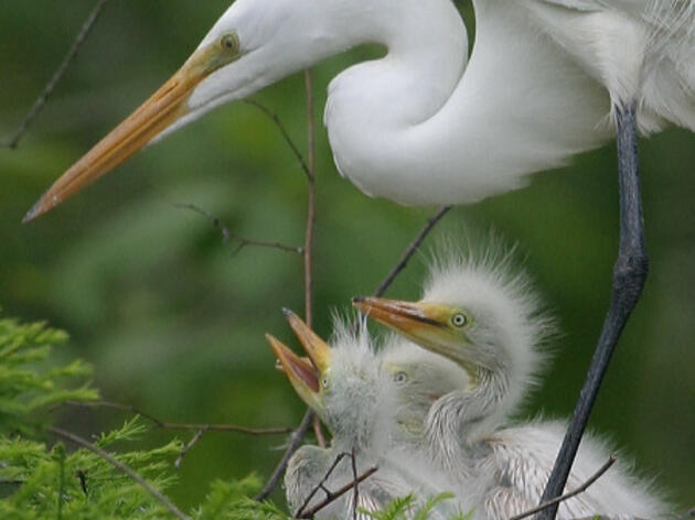 More Than 500 Conservation Groups in All 50 states to Urge Congress to Defend Bird Protection Law