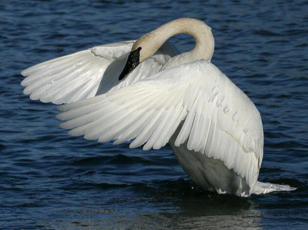 Minnesota Birds and Climate