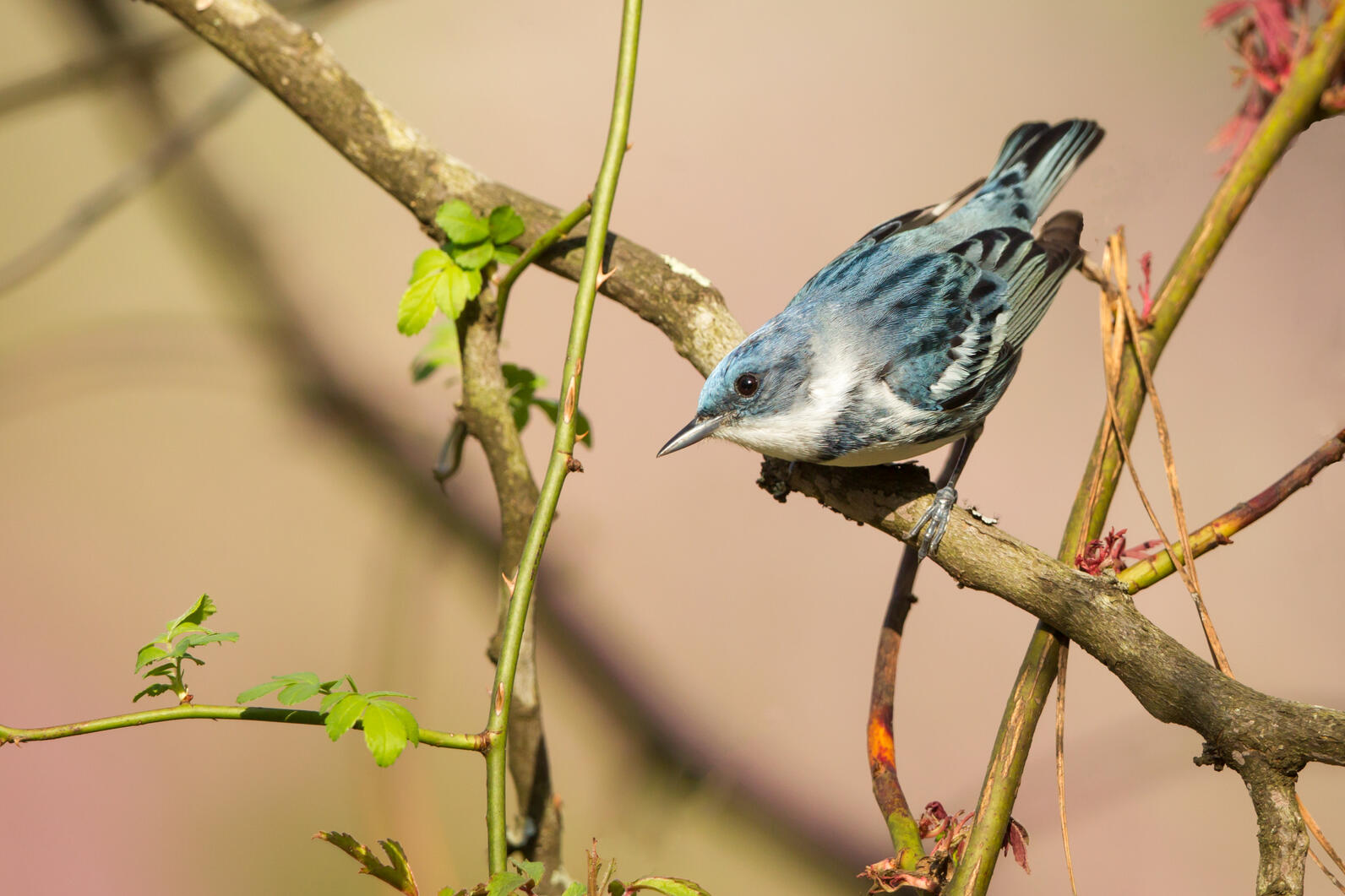 cerulean warbler