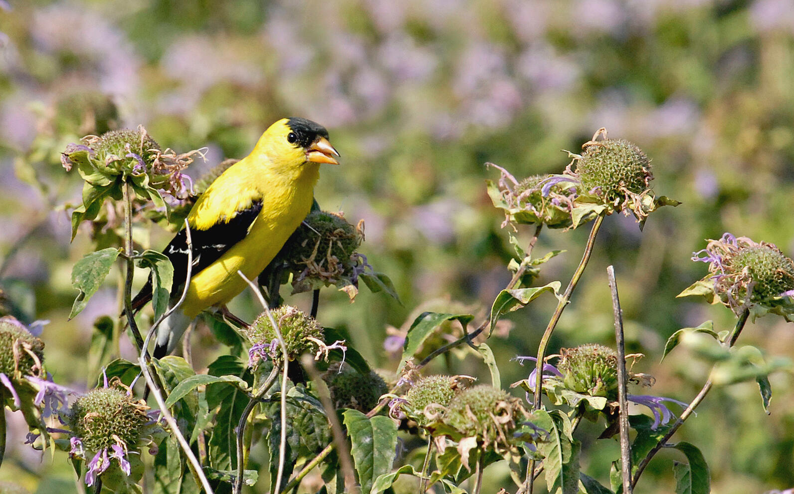 American Goldfinch by Jim Williams