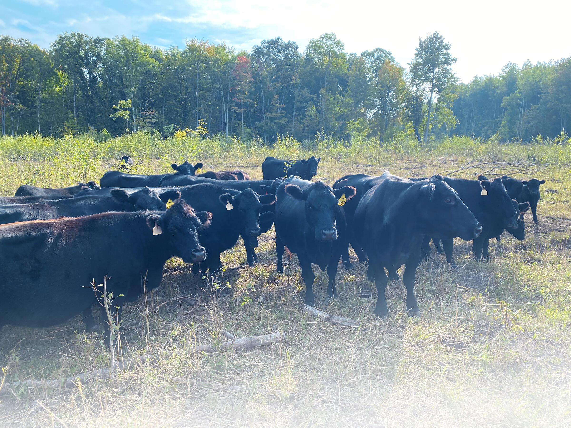 herd of cattle on grassland