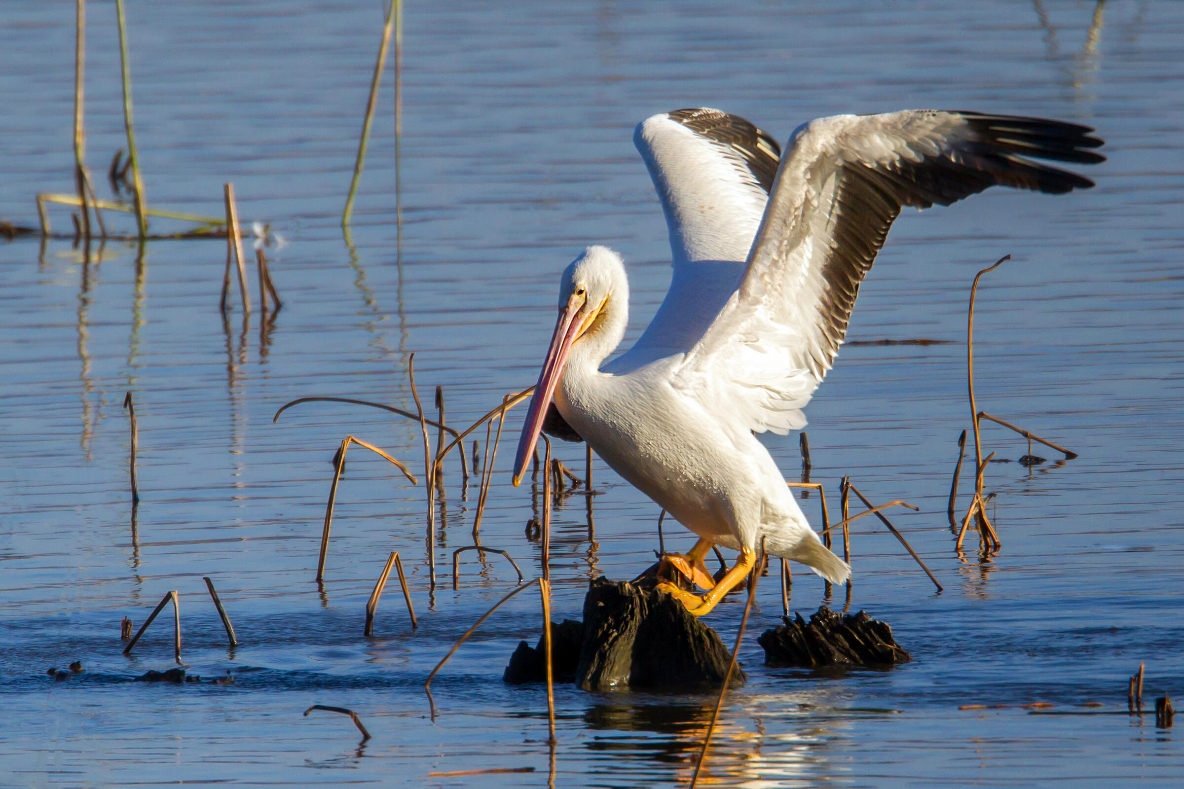 Rebecca Field, American White Pelican